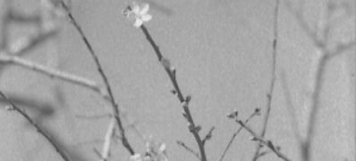 demo_images:
Almond Flowers